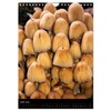 Mushrooms (Wall Calendar 2025 DIN A4 High), CALVENDO Monthly Calendar