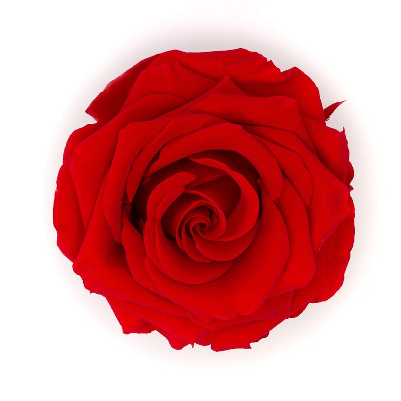 Rosen-Te-Amo Real Red Rose Petals, 30 g, Preserved Rose Petals,