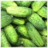 Everwilde Farms - 1 Lb Wisconsin Cucumber Seeds - Gold