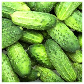 Everwilde Farms - 1 Lb Wisconsin Cucumber Seeds - Gold Vault