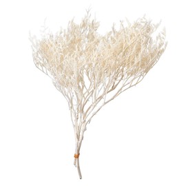 Ohchinouen DO002010-011 Earth Farm Preserved Flowers, Tatarika, Approx. L 11.8 inches (30 cm), 18 G
