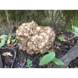 Maitake (Grifola frondosa) Mushroom Extract 1fl Oz Dropper Bottle