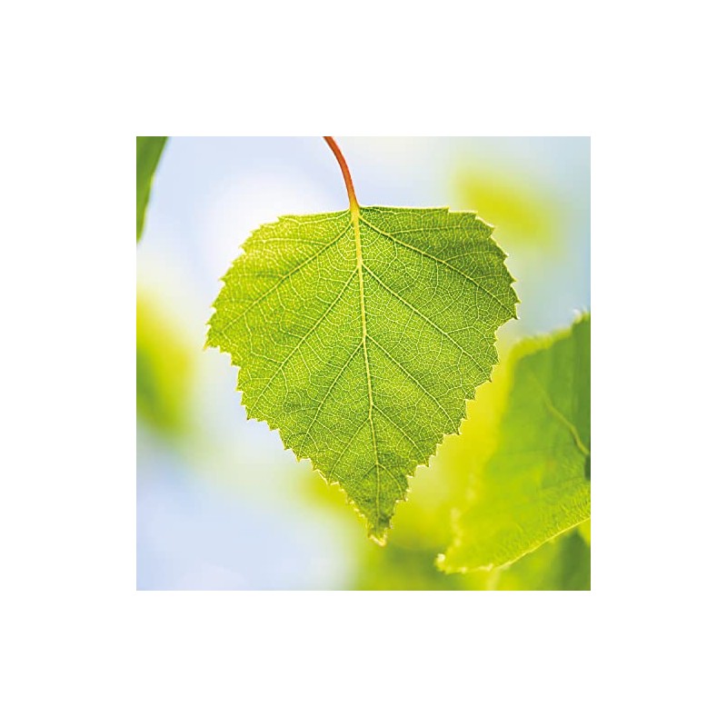Weleda Birch Anti-cellulite Oil 100ml