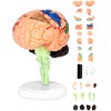 QWORK® Human Brain Anatomy Model, 31-Piece Realistic Detailed Representation, Easy