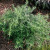 Rosmarinus Officinalis Prostratus, Trailing Rosemary, Creeping Rosemary, Fragrant Plant, Edible