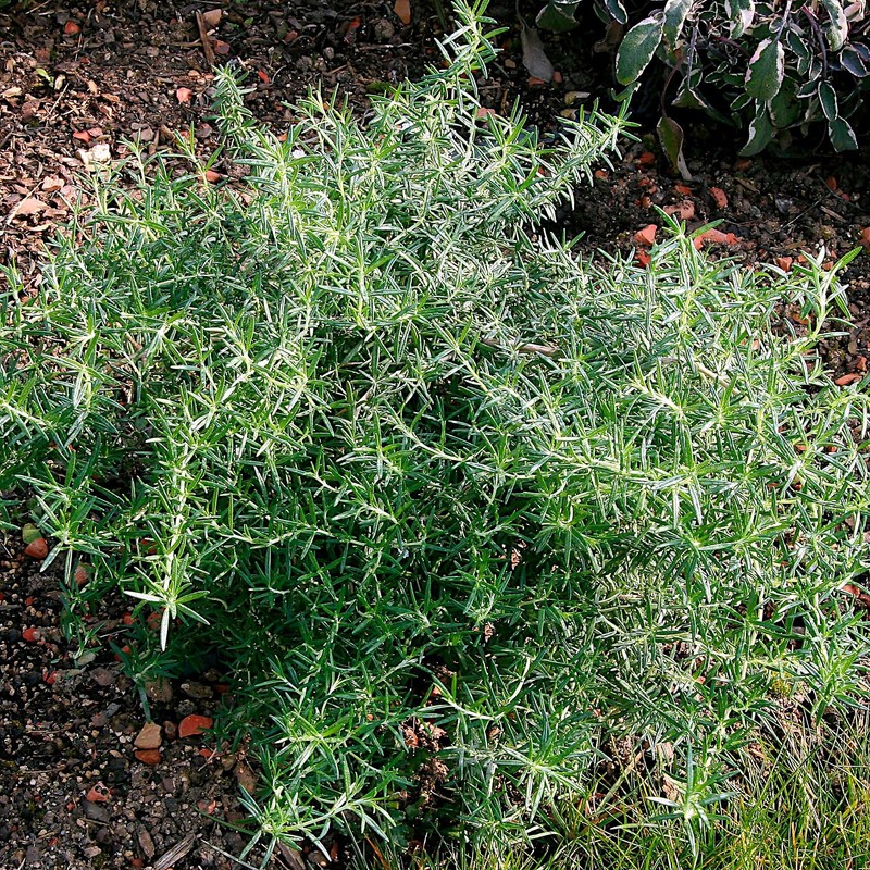 Rosmarinus Officinalis Prostratus, Trailing Rosemary, Creeping Rosemary, Fragrant Plant, Edible