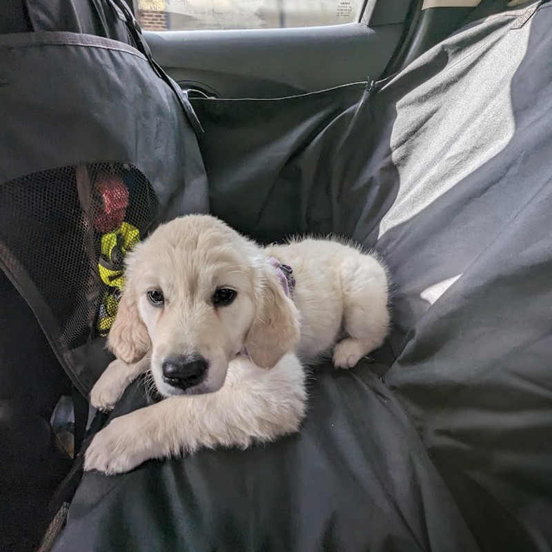 Town & Country Covers | Dog Car Seat Cover, Car