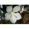 Red & White Texas Star Hardy Hibiscus Seeds RED and