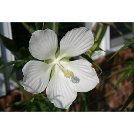 Red & White Texas Star Hardy Hibiscus Seeds RED and WHITE 50+ of each, 100+ SPRING SALE!!!