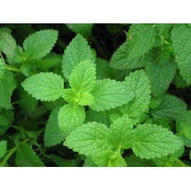 Peppermint Great Garden Herb by Seed Kingdom BULK 4,000 Seeds