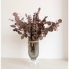 Dried Flower Mix,17 Eucalyptus Leaf + 8 Silver Dollar Leaf