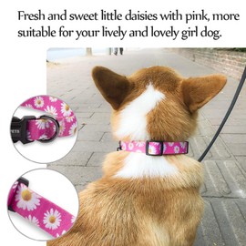QQPETS Adjustable Soft Dog Collar: Print Flower Pink Multicolor Cute Patterns for XS Small Medium Large Pet Girl Boy Puppy Walking Running Training (S, Small Daisies)