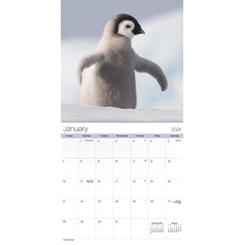 2024 Animal Babies Mini Wall Calendar