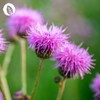 InnoNature Milk Thistle Plus Capsules, Naturally Combined with Artichoke, Black