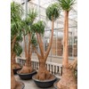 Seeds4planting - Seeds Ponytail Palm Bottle Perennial Tree