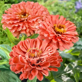 Outsidepride 400 Seeds Annual Zinnia Elegans Salmon Senora Flowers for Planting