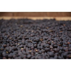 Andina Colombian Organic Medium Roast Whole Bean Coffee - 100% Arabica (5 LB)