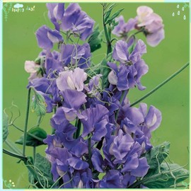 Rare Flower Plant Seeds 50+ Sweet Pea Seeds - Noel Sutton