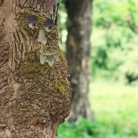 Relaxdays Tree Face 4-Piece Tree Trunk Decoration for Hanging, Weatherproof Tree Decoration, Forest Spirit, Artificial Stone, Beige/Brown