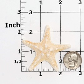 Nobby Starfish Silicone Mold Food Safe Fondant, Chocolate, Candy, Resin, Polymer Clay, Soap, Wax and Epoxy. Finished star fish measures: 2 & 9/16ths inch tip to tip in diameter x 9/16ths inch thick