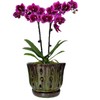 Grdthzey Ceramic Orchid Pots with Drainage Hole 6'' (mossgreen)