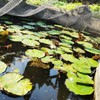 Meanchen Pond Netting 15 X 20 FT,Pond Netting for Leaves,Pond