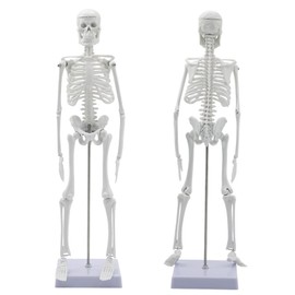 Mini Human Skeleton Model for Anatomy, 45 cm Full Body Human Skeleton Model Anatomy Human Skeleton with and Movable Arms and Legs for Medical Teaching, Education, Learning, Gift