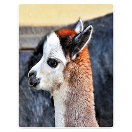 Zomer Fluffy Blanket Printed with Alpaca Motif, Grey, 125 x 150 cm