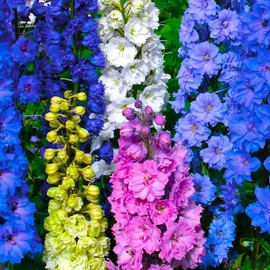 Larkspur Giant Imperial Flower Mix Delphinium Consolida 100+ Seeds for Planting Non-GMO