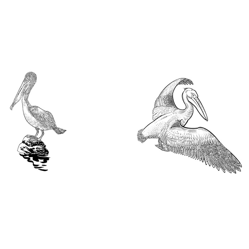 HullSpeed Designs Pelican Engraved Stemless Wine Glasses (Set of 2)