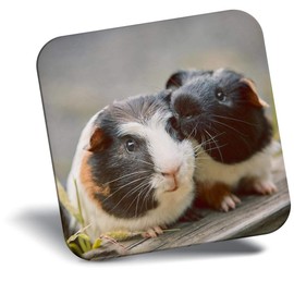 Destination Vinyl ltd Fridge Magnet - Cute Guinea Pig Love Pets Animal for Office, Cabinet and Whiteboard, Magnetic Stickers, 44777