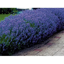 flower LAVENDER / ENGLISH * SEEDS * FURFUMES * AIR FRESHENERS * DRIED ARRANGEMENTS 50 C