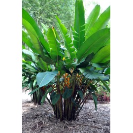 Seed Head Mayan Gold Heliconia Seeds (H. champneana) Rare Lobster Claw Parrot Beak Flowers - 5 SEEDS