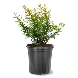 Salavatski Pomegranate Tree, Fruit Bearing, Hardy, 5 gal Nursery Pot, 2-3 ft Tree Height (Due to Agricultural Laws, we Cannot Ship to CA, AZ, AK, or HI)
