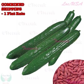 Treevale Long Summer Burpless Cucumber SEEDS - Hybrid | Vegetable Seeds - 20 Seeds No Tracking