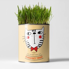 Cat Friendly Plants Luxury Grow Kit, The Plant Gift Co. Purrrfect Treat, Gardening Gift; Catnip, Catmint and Cat Grass.