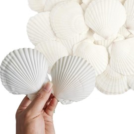 16 PCS White Scallop Shells, 10–12CM Natural Large Seashells for Crafts, Wedding Decor, Beach Party, Aquarium & Vase Filler