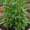 Mr. Fothergill's Climbing French Bean Seed Oh Sow Simple, Easy