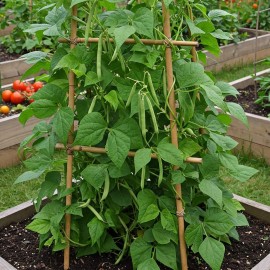 Mr. Fothergill's Climbing French Bean Seed Oh Sow Simple, Easy to Grow