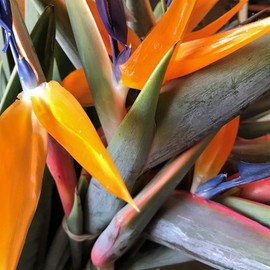 Bird of Paradise Hawaii Strelitzia Starter Plant A