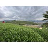 Jin Xuan High Mountain Oolong Tea 125g High-altitude Pollution-free Tea