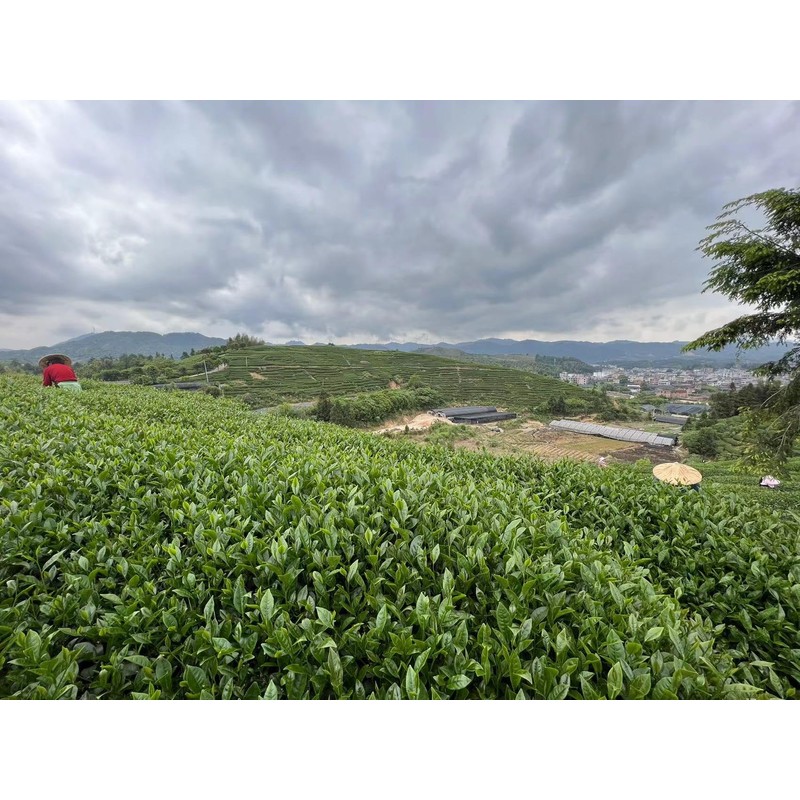 Jin Xuan High Mountain Oolong Tea 125g High-altitude Pollution-free Tea