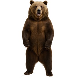 DP BOUTIQUE Bear 2FT Life Size Cardboard Cutout, Safari Theme Decoration, Animals Standup for Events, Party, Photography Props, 1 PC