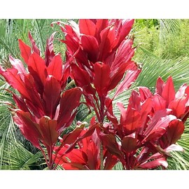 Hawaiian Ti Plant Cordyline fruticosa Logs Tropcial 1 Pack 2 logs