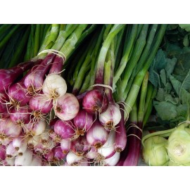 Southeast Seeds Scarlet Bandit Bunching Onion Seeds, Red Bunching Scallions, FREE SHIPPING - 500 Seeds