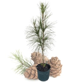Loblolly Pine Tree, 1-Gallon Potted Plant - Pinus Taeda - Large and Beautiful Drought-Tolerant Tree for Landscaping - Cannot Ship to CA