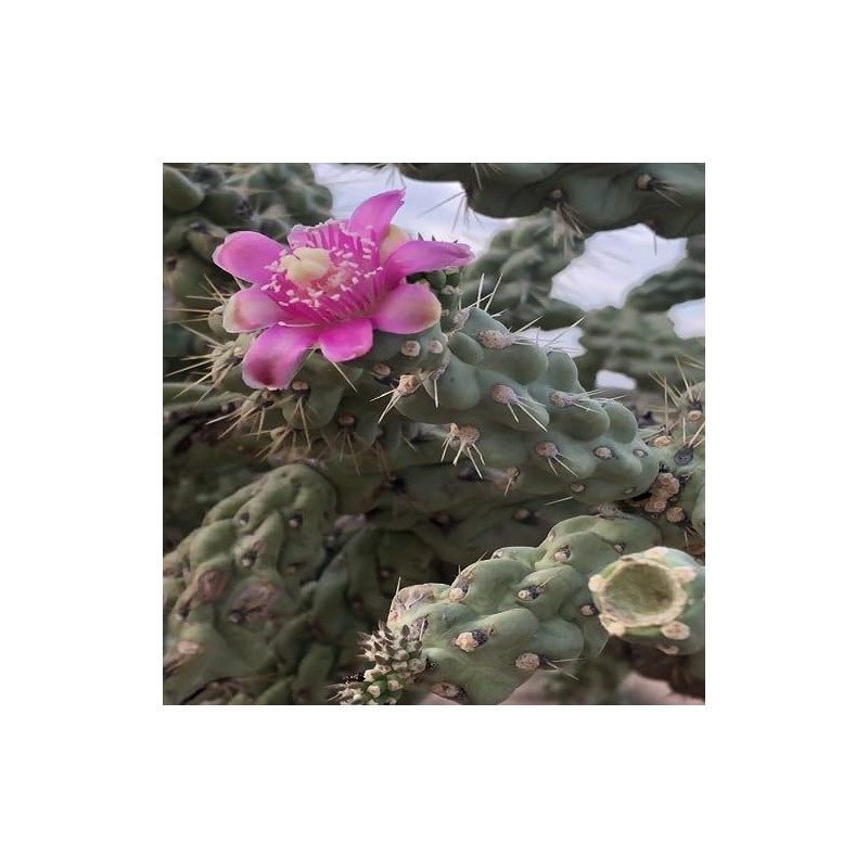 Cylindropuntia fulgida mamillata Cactus (Chain Fruit Cholla) Super Food Plant