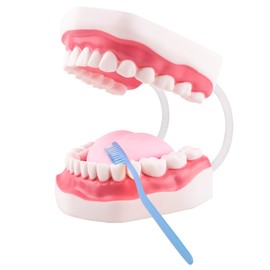 Ultrassist Mouth Model White Hinge for Speech Therapy, Ideal Brushing Teaching Dental Teeth Model for Kids and Children, 6 Times Enlarge, Includes Toothbrush