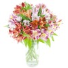 Premium Alstromeria Peruvian Lilies by Eflowerwholesale (100 blooms with Vase)