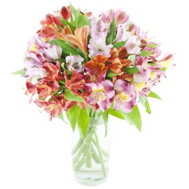 Premium Alstromeria Peruvian Lilies by Eflowerwholesale (100 blooms with Vase)